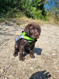 Hunter beim Baden1